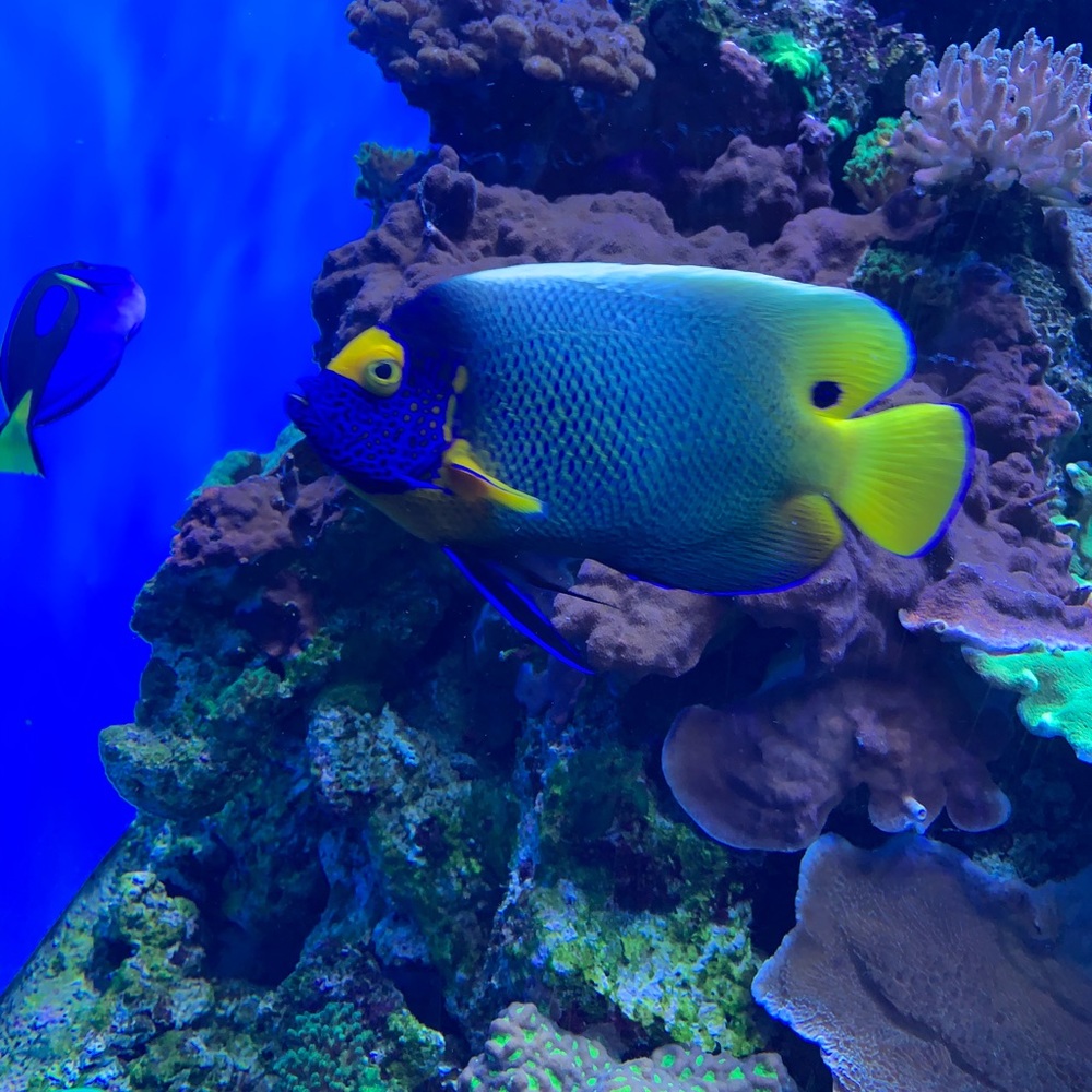 Meet your Posher, Martha